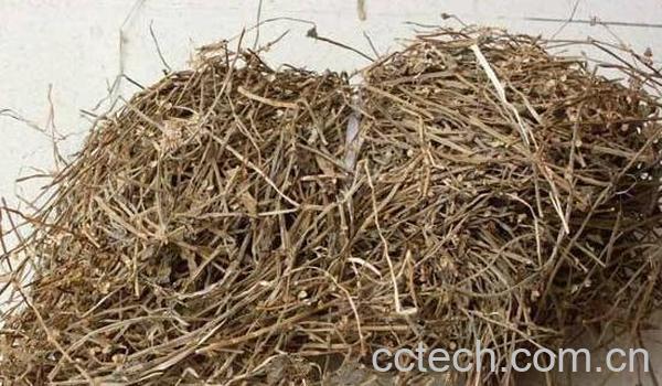 通经草的功效与作用 通经草的药用价值-1