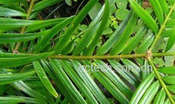 油柑叶的功效与作用 油柑叶泡水的功效-0