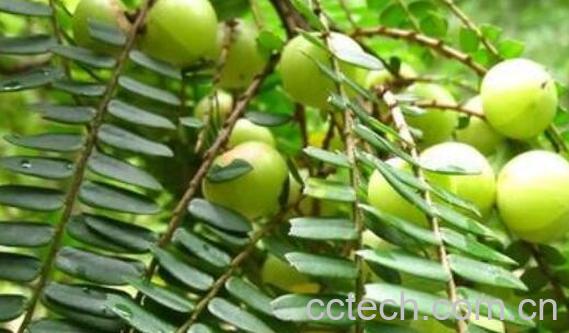 油柑叶的功效与作用 油柑叶泡水的功效-1