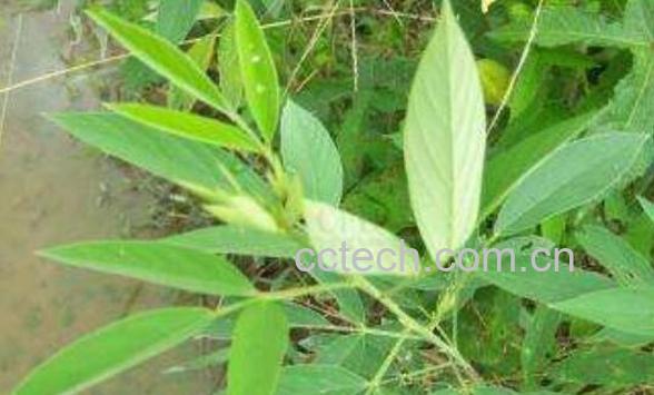 木豆叶的功效与作用 木豆叶洗澡的功效-0