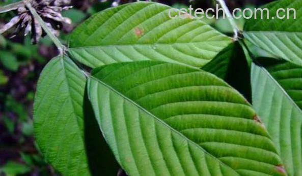 木豆叶的功效与作用 木豆叶洗澡的功效-1