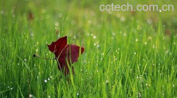 小草的功效与作用 小草的副作用-0