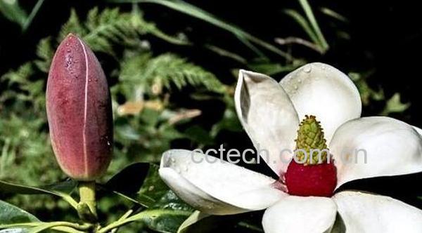 薜荔果的功效与作用 薜荔果的禁忌-1