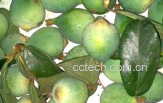 木莲果的功效与作用 木莲果的药用价值-1