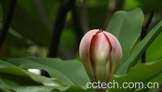 木莲果的功效与作用 木莲果的药用价值-0