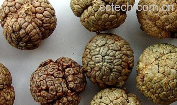 草寇的功效与作用及药用价值-0