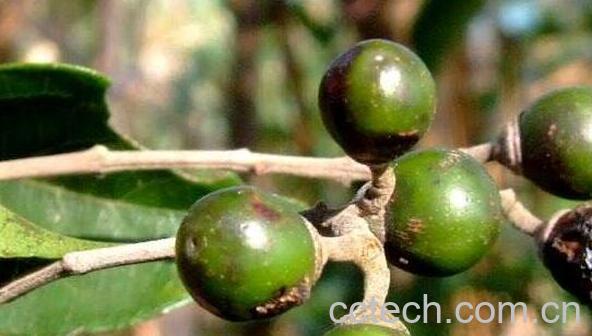 山牡荆的功效和作用-1