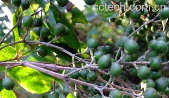 山牡荆的功效和作用-0