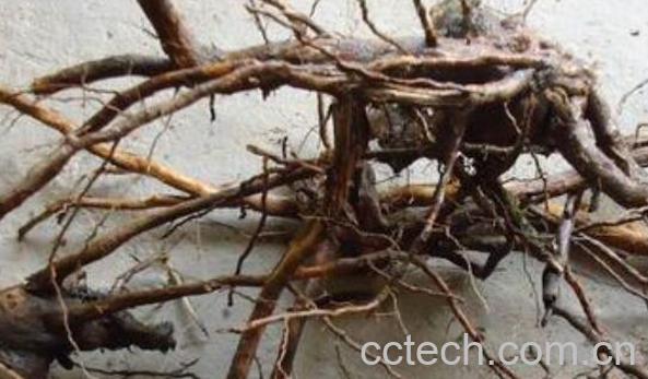 七叶黄荆根的功效与作用-0