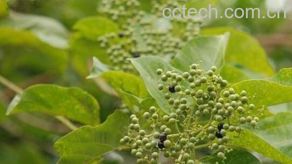 七叶黄荆根的功效与作用-1