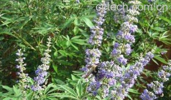 牡G的功效与作用及药用价值-0