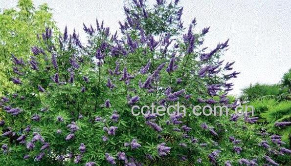 牡G的功效与作用及药用价值-1