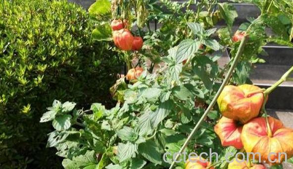 泡泡草的功效与作用 泡泡草的药用价值-0