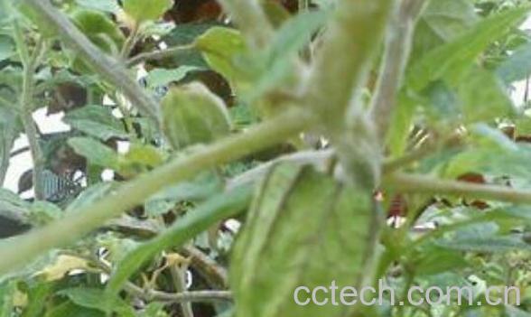 泡泡草的功效与作用 泡泡草的药用价值-1