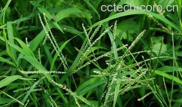 牛筋草的功效与作用 牛筋草的副作用-0