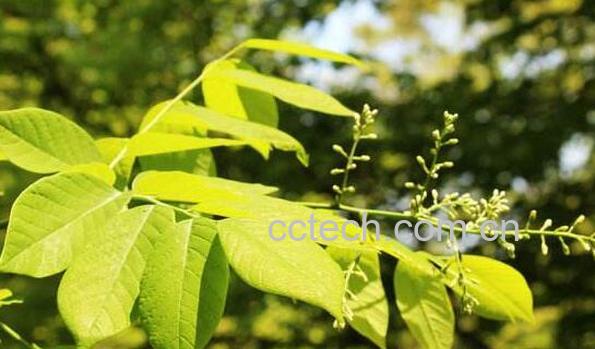 狭翅香槐的功效与作用 狭翅香槐的药用价值-0