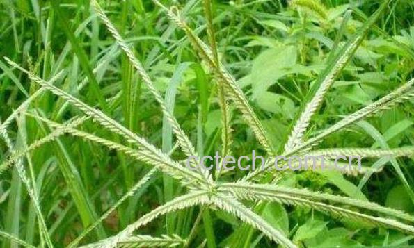 牛筋草的功效与作用 牛筋草的副作用-1