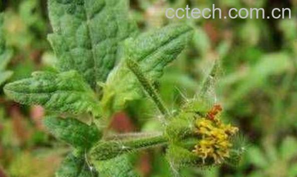 腺梗g莶的功效与作用-0