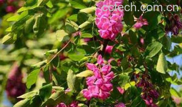 狭翅香槐的功效与作用 狭翅香槐的药用价值-1