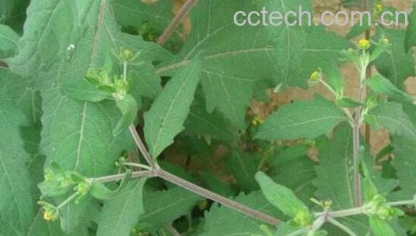 腺梗g莶的功效与作用-1