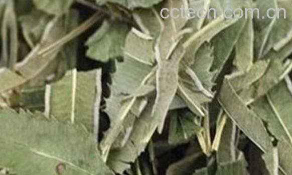 什么叫金鸡尾 金鸡尾的功效与作用-0