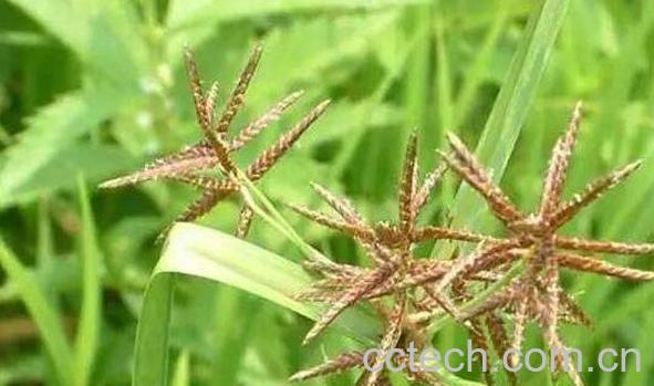 莎草的功效与作用 莎草的药用价值-0