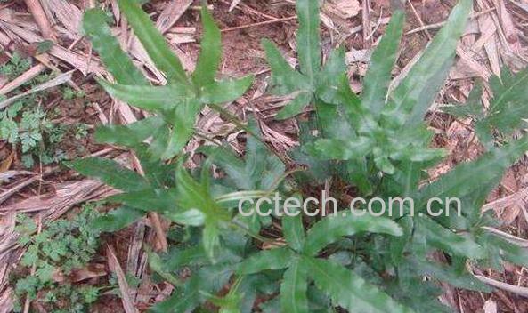 什么叫金鸡尾 金鸡尾的功效与作用-1