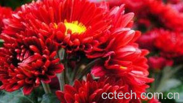 红花籽油的功效与作用有哪些-0