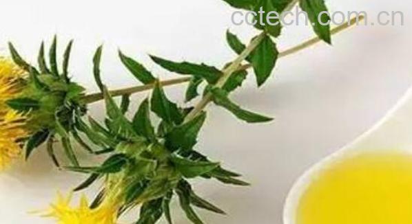 红花籽油的功效与作用有哪些-1