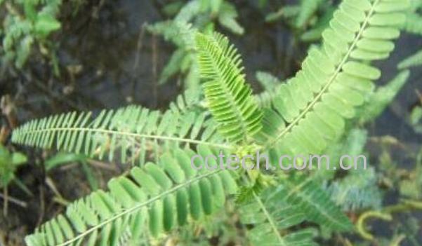 水皂角的功效与作用 水皂角的副作用与禁忌-1