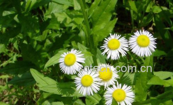 一年蓬的功效与作用 一年蓬的药用价值-0