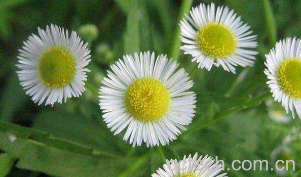 一年蓬的药用价值-1