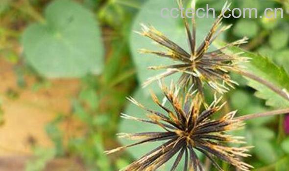 鬼针草的功效与作用及食用方法-1