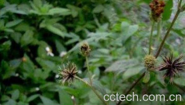 鬼针草的功效与作用及食用方法-0