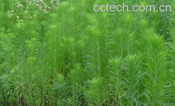 香丝草的功效与作用 香丝草的副作用-0