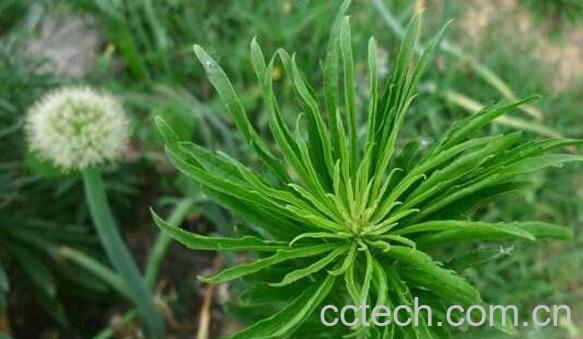 香丝草的功效与作用 香丝草的副作用-1