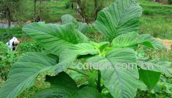 凹头苋的功效与作用 凹头苋的食用方法-1