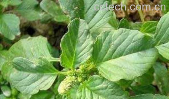 凹头苋的功效与作用 凹头苋的食用方法-0