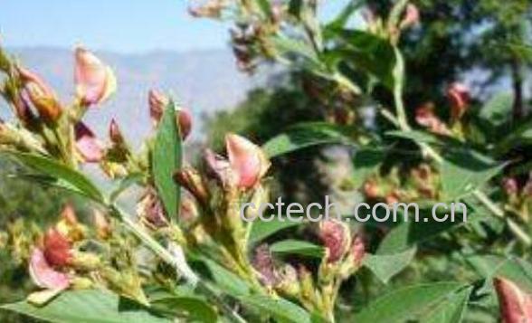 木豆叶的功效与作用 木豆叶的药用价值-0