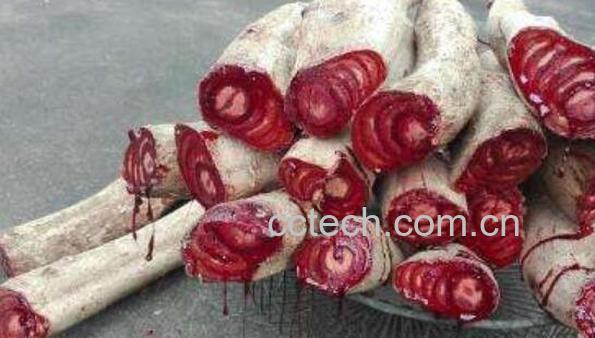 小血藤和大血藤的区别-0