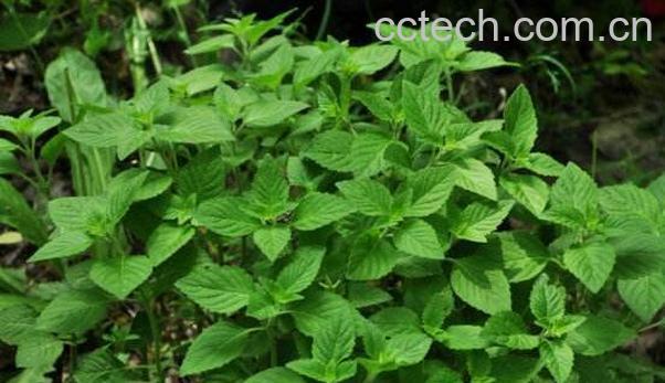 荫风轮的功效与作用-0