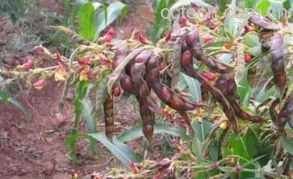 木豆叶的功效与作用 木豆叶的药用价值-1