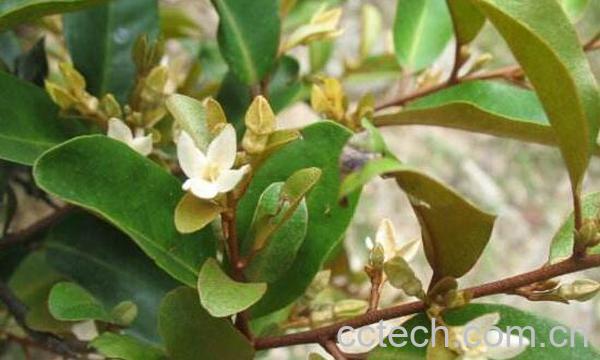 胡颓子的功效与作用 胡颓子的副作用-0