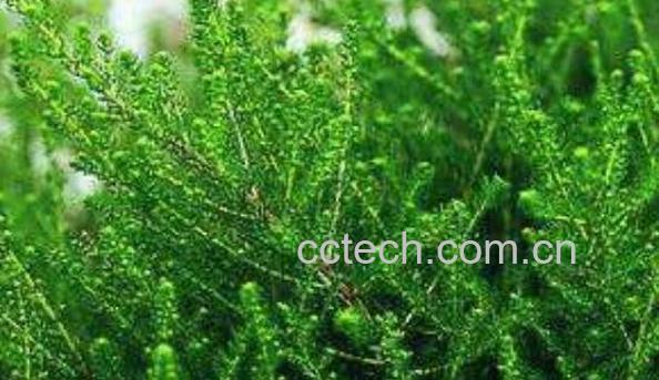 荫风轮的功效与作用-1