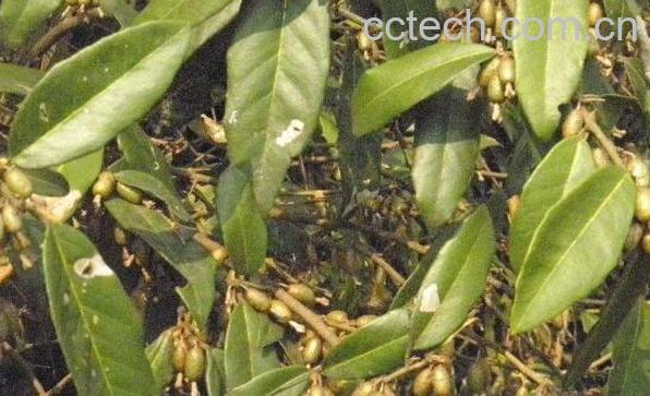 胡颓子的功效与作用 胡颓子的副作用-1