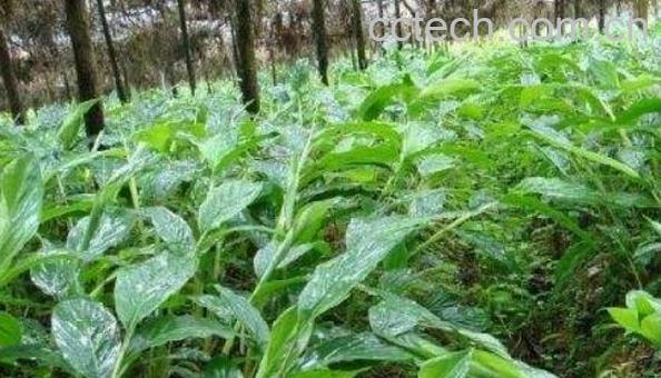 草@草的功效和禁忌-0