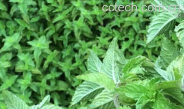 草@草的功效和禁忌-1