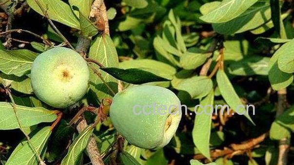 木莲果的功效与作用 木莲果的副作用-0