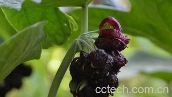 叶下花的功效与作用-0