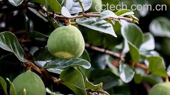 木莲果的功效与作用 木莲果的副作用-1